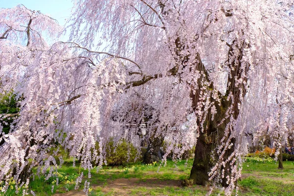 樱花开花或日本的樱桃树 免版税图库图片