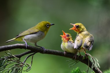 Genç olduğunu Flowerpecker besleme