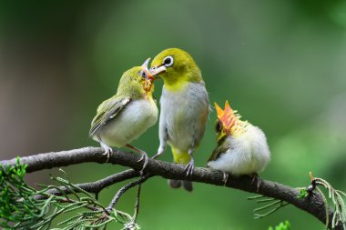 Genç olduğunu Flowerpecker besleme