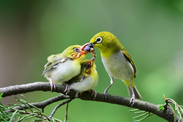 Genç olduğunu Flowerpecker besleme