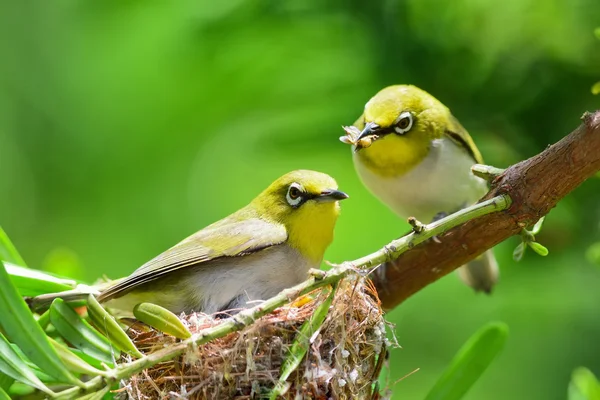 Doğa Flowerpecker