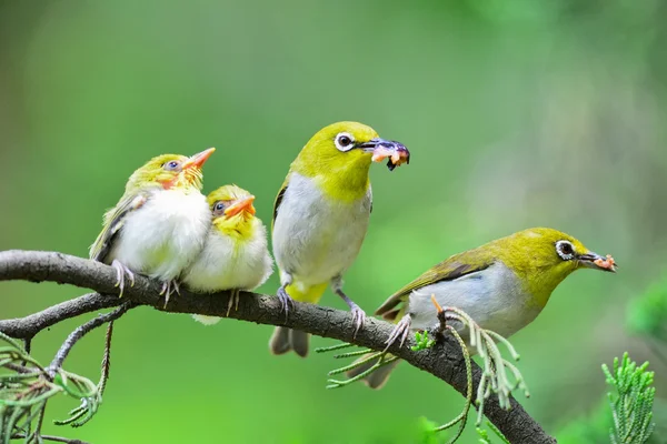 Doğa Flowerpecker