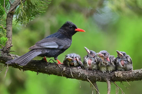 Sturnidae und vier Kinder — Stockfoto