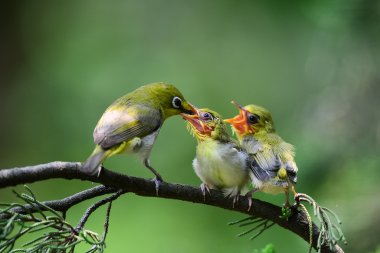 Genç olduğunu Flowerpecker besleme