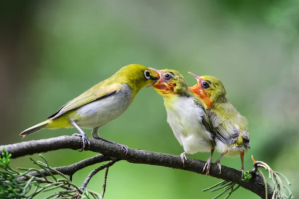Genç olduğunu Flowerpecker besleme