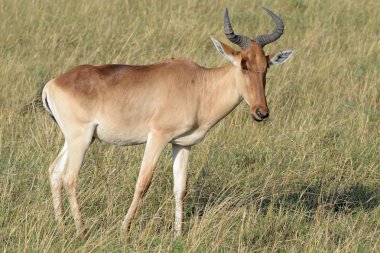 Uzun Afrika otlaklarında duran Red Hartebeest antilop