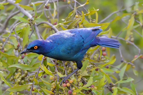 Cape Glossy starling on the tree — Stock Photo, Image