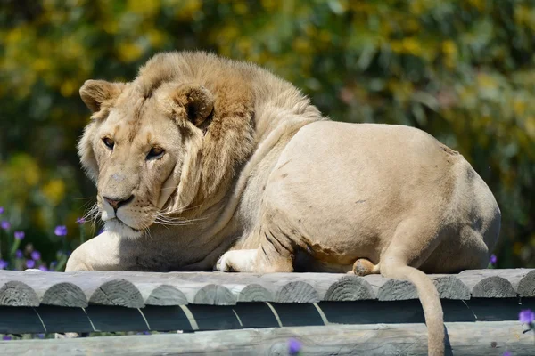 León en el sol de la mañana — Foto de Stock