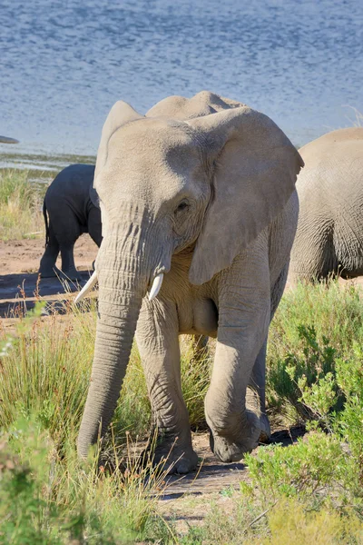 Elefante ao sol da manhã — Fotografia de Stock