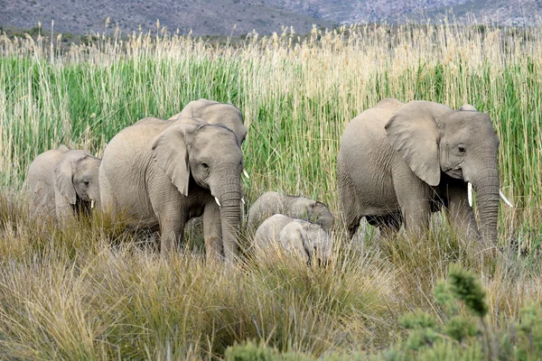 Famille d'éléphants en mouvement — Photo