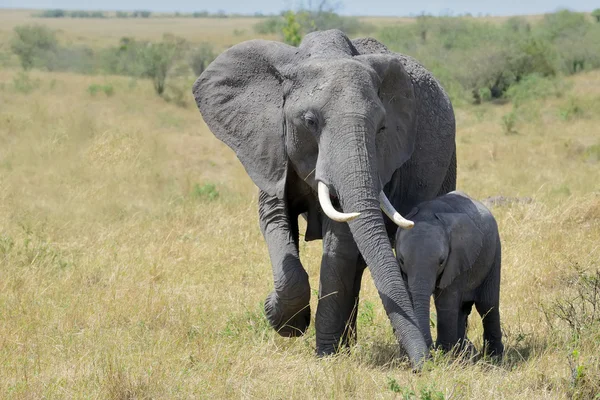 Amare elefante madre e vitello — Foto Stock