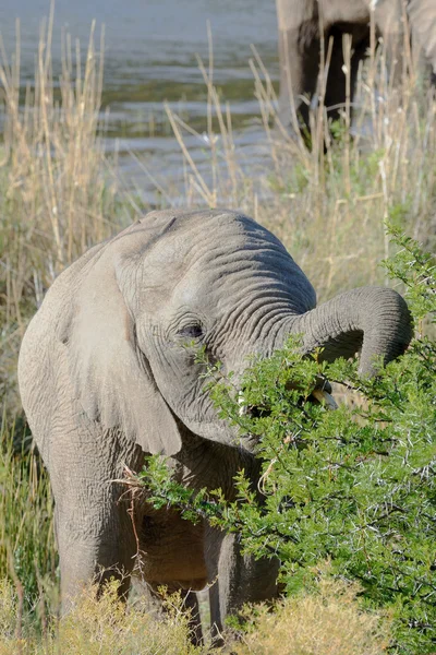 Giovane elefante sta mangiando foglie — Foto Stock