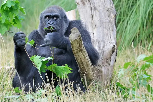 Női hegyi gorillák természetes élőhely etetés — Stock Fotó