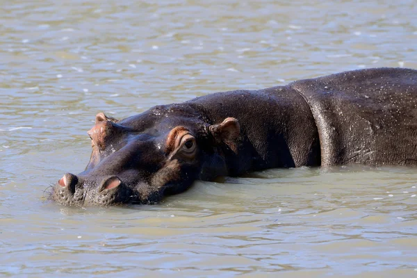 Ippopotamo africano nel loro habitat naturale, Kenya, Africa — Foto Stock