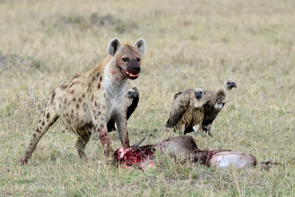 Die Hyänen fressen Beute, dahinter sind drei Geier — Stockfoto