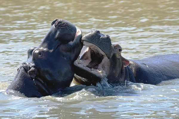 Hippo luta animais selvagens desafio lutar bocas abertas no buraco da água — Fotografia de Stock