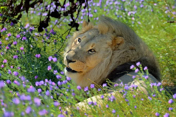 Портрет чоловічий лев і зелена трава з фіолетовими квітами — стокове фото