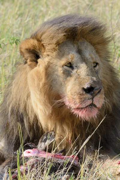 Portrait lion mâle mange proie — Photo