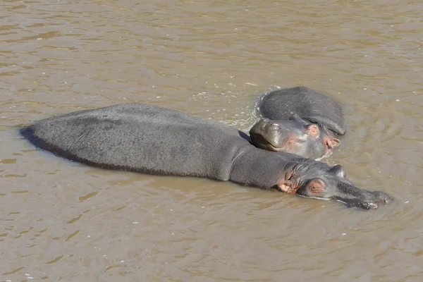 Madre Ippopotamo e il suo bambino dormono sott'acqua — Foto Stock