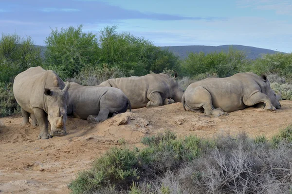 Beyaz rhino aile yere dinlenme — Stok fotoğraf