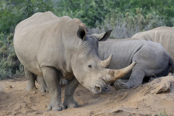 Rinoceronte con due grandi corni — Foto Stock