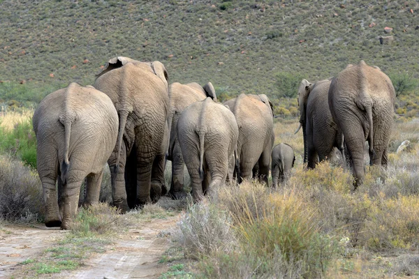 Scène de derrière un troupeau d'éléphants — Photo