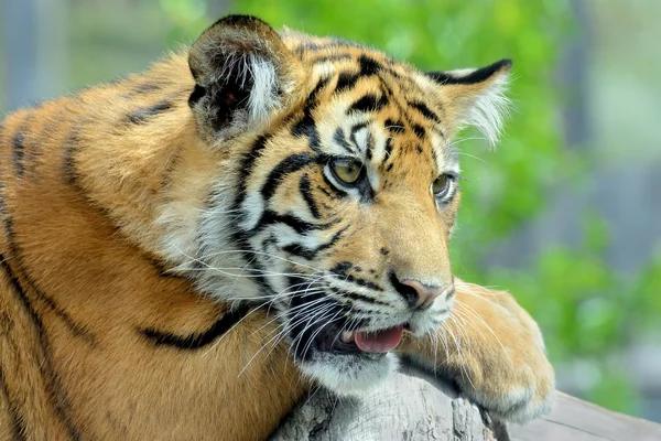 Cara de tigre de bengala — Fotografia de Stock