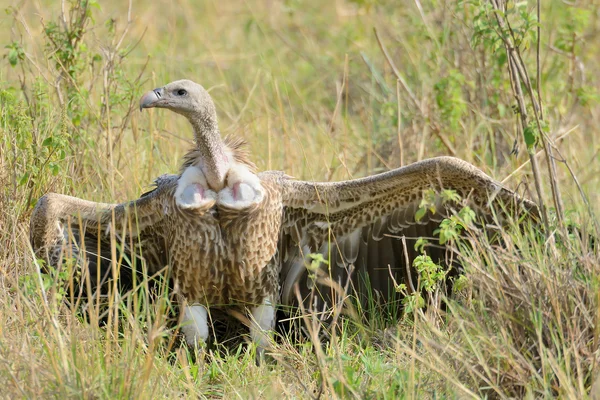 Un vautour debout sur la prairie — Photo