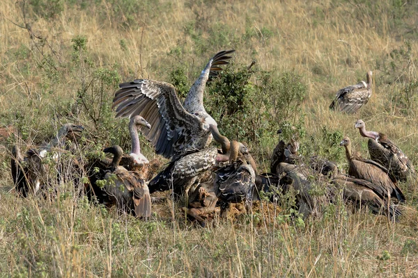 Abutre pássaros estão comendo suas presas — Fotografia de Stock