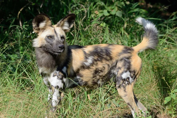 在奥卡万戈三角洲的非洲野狗 图库图片
