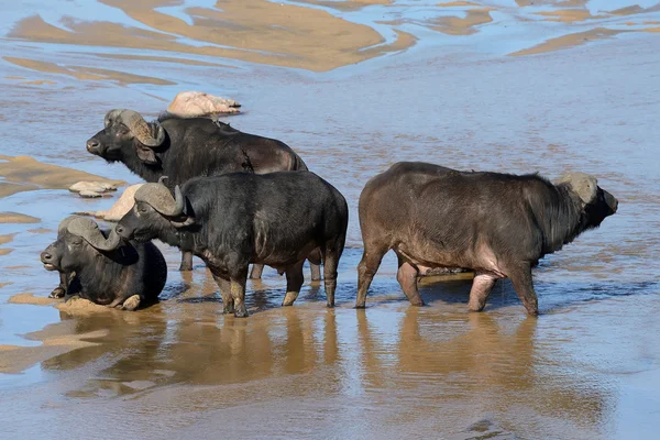 Buffalo nel Parco Nazionale di Kruger, Sud Africa Foto Stock