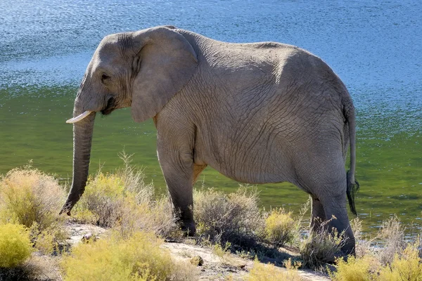 Elefante al sole del mattino Immagine Stock