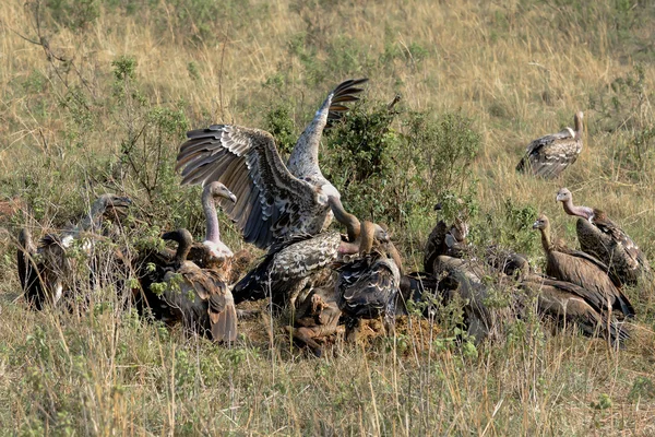 Avvoltoio uccelli stanno mangiando la loro preda Foto Stock