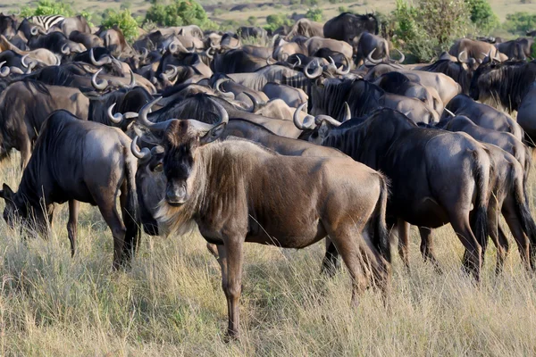 Wildebeest gregge sul prato Foto Stock Royalty Free