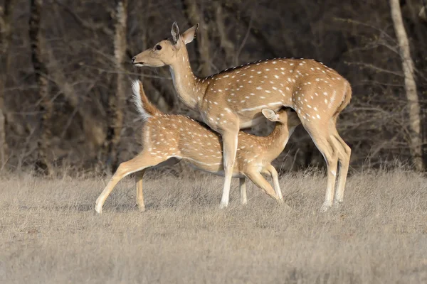 Jeune cerf sucer le lait — Photo