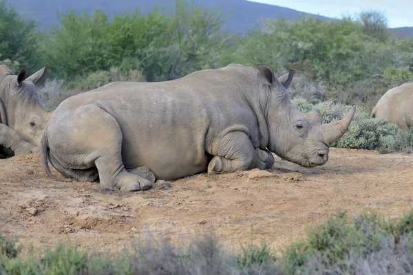 Un rhinocéros repose sur le sol — Photo