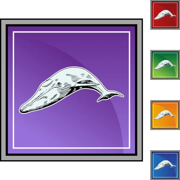 Walvis web knop — Stockvector