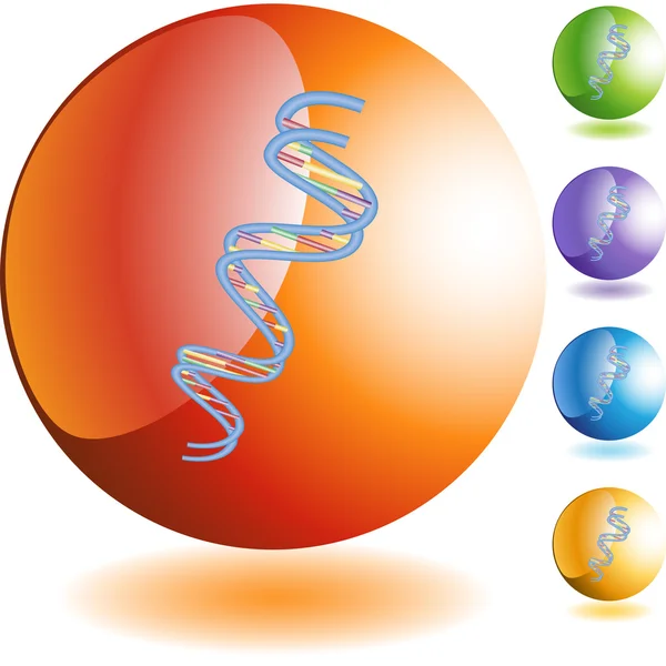 Icône web DNA Strand — Image vectorielle