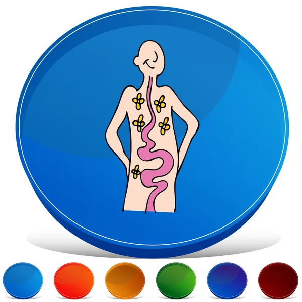 Digestive track Stock Vectors, Royalty Free Digestive track
