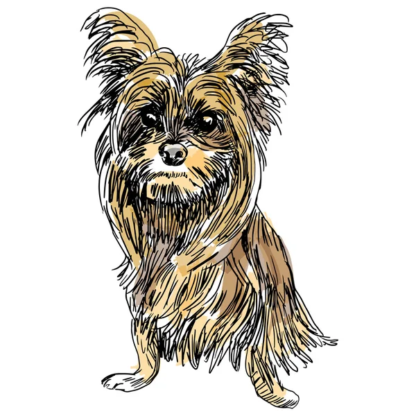 Yorkie Hund Skizze — Stockvektor