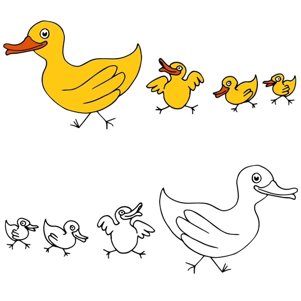 Family of Ducks — Stock Vector