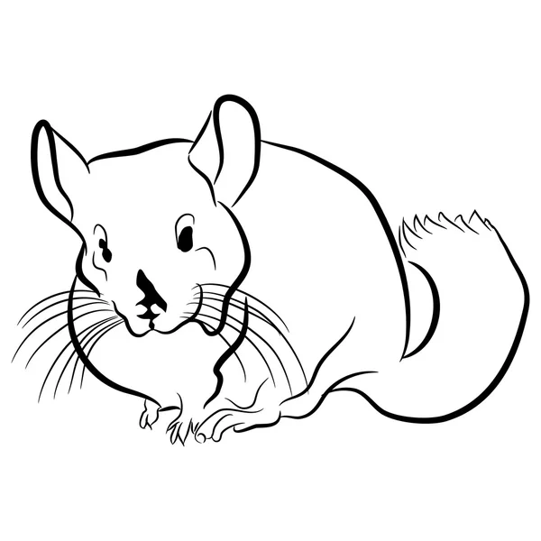 Chinchilla Outline Icon — Stock Vector