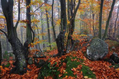 Portakal yapraklarıyla kaplı çimenlikten güzel eski bir taş saptandı. Kayın ağaçlarının gizemli sisli ormanları. Sonbahar manzarası. Sabah sisi. Doğa manzarası. Metin için boş alan.