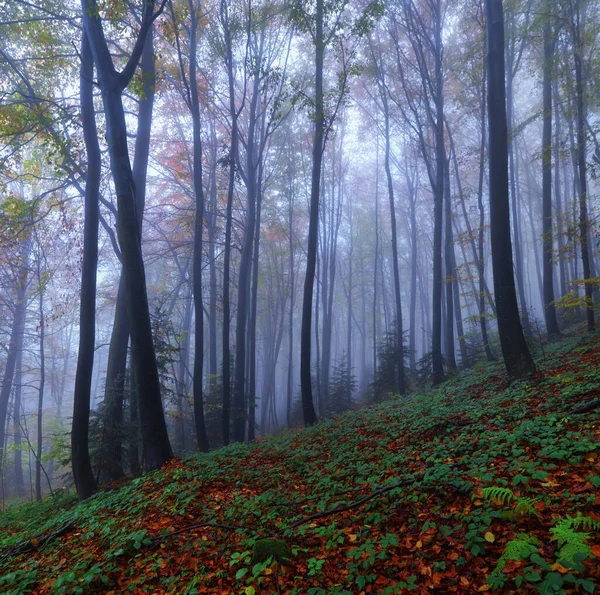 Mystischer Nebelwald Der Buchen Herbstlandschaft Der Morgennebel Wiese Mit Abgefallenen — Stockfoto