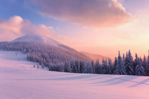 冬の森 素晴らしい日の出だ 雪の白いピークを持つ高い山 美しい空と自然の風景 壁紙の背景 場所カルパティア ウクライナ ヨーロッパ — ストック写真