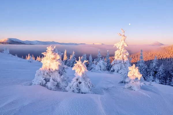 Krásný Východ Slunce Chladného Zimního Mlhavého Rána Tajemný Les Vysoké — Stock fotografie