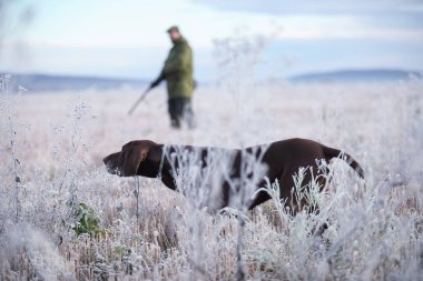 Kahverengi av köpeği. Kaslı bir av köpeği, Alman Shorthair Pointer, bir safkan, karla kaplı bir çayırda duruyor, vahşi bir oyunun kokusunu aldı. Silahlı şapkalı bir avcı. Görkemli kış manzarası.