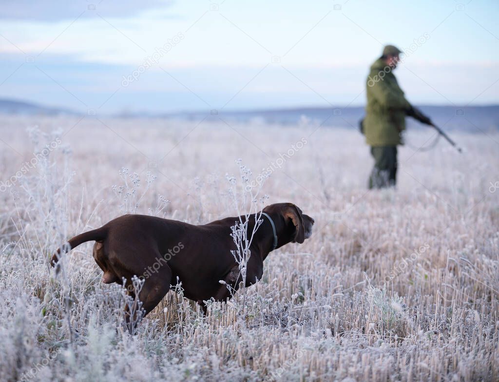 The brown hunting dog. A muscular hound, German Shorthaired Pointer, a thoroughbred, stands on a meadow covered with snow  in the point, sniffed the smell of a wild game. A hunter in a hat with a gun. Majestic winter scenery.