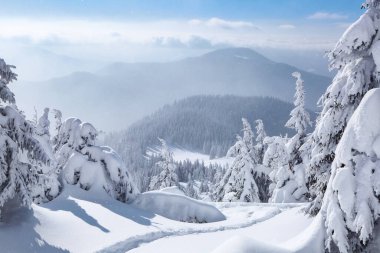 Yüksek dağlık. Kar yığınlarındaki ağaçlar. Soğuk kış sabahında muhteşem bir manzara. Karla kaplı çimlerin üzerinde ormana giden bir patika var. Mavi gökyüzü. Noel harikalar diyarı.