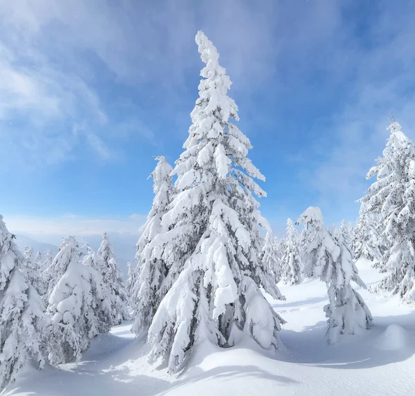 Winterlandschap Kerstwonderland Grasveld Bedekt Met Vorstbomen Sneeuw Drijft Bos Hoge — Stockfoto